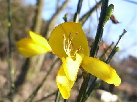 Cytisus Scoparius L Link Azorean Biodiversity Portal