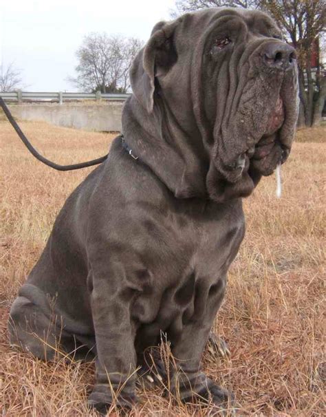 Pin on Mastiffs