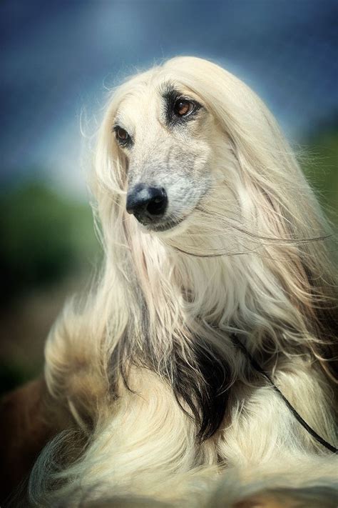 975 best afghan hounds images on Pinterest | Afghan hound, Afghans and ...