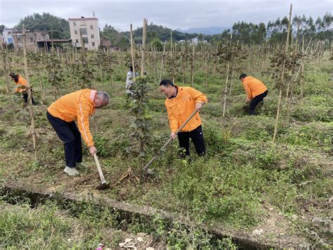 深河共建 圳在帮扶 深企助力 葛根成了青溪村致富一宝