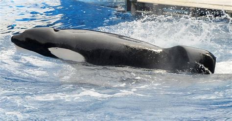 Is the Male Orca Tilikum Still Alive?