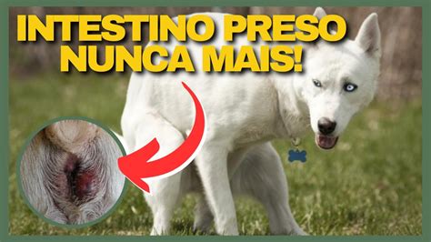 USE ISSO PARA SEU PET DEFECAR Cachorro Não Consegue Fazer Cocô Gato