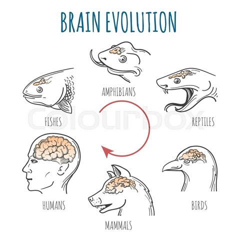 Brain Evolution from fishes to human. ... | Stock vector | Colourbox