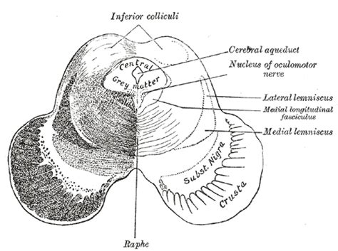 Medial lemniscus - wikidoc