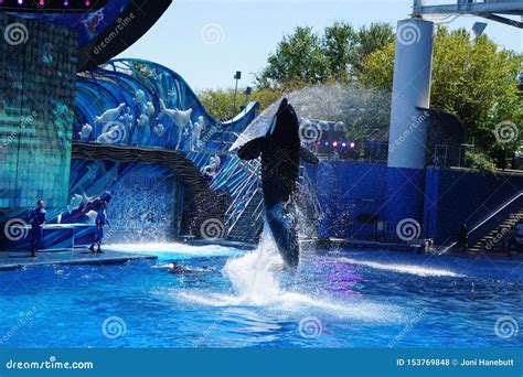 An Orca Whale Jumping for Visitors Editorial Stock Photo - Image of ...