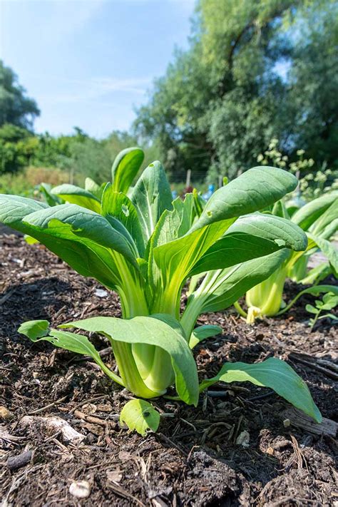 How To Grow Bok Choy Gardener S Path