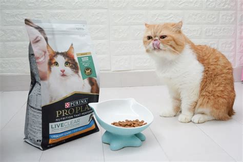 Solution to reduce your allergic reactions to Cats | PET-A-HOOD Pet