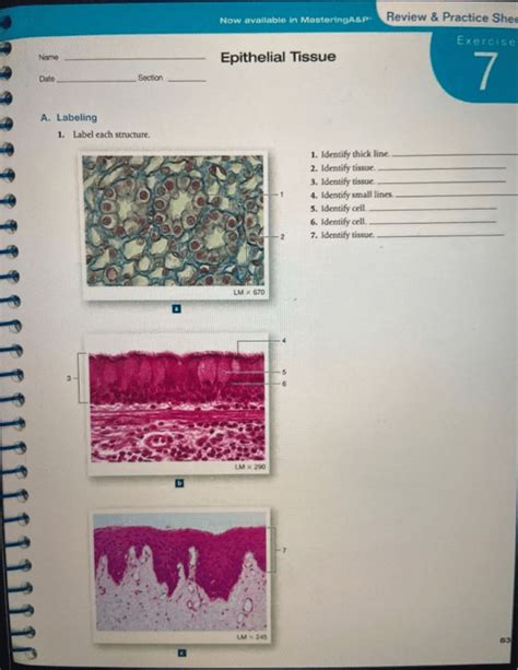 Exercise 7 Review And Practice Sheet Epithelial Tissue 34 Pages Solution