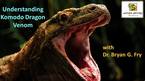 Komodo Dragon Venom With Dr Bryan G Fry Youtube