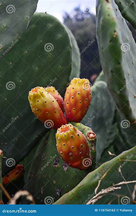 Ficus De La Opuntia O Cactus Del Higo Chumbo Con La Fruta Foto De