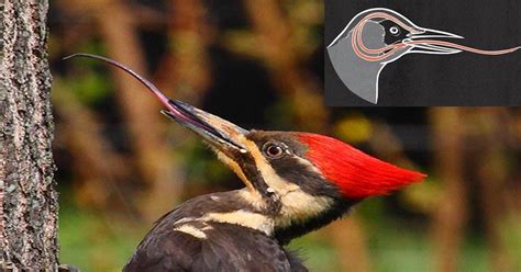 The Outrageous Length Of A Woodpecker's Tongue Reveals It To Be For ...