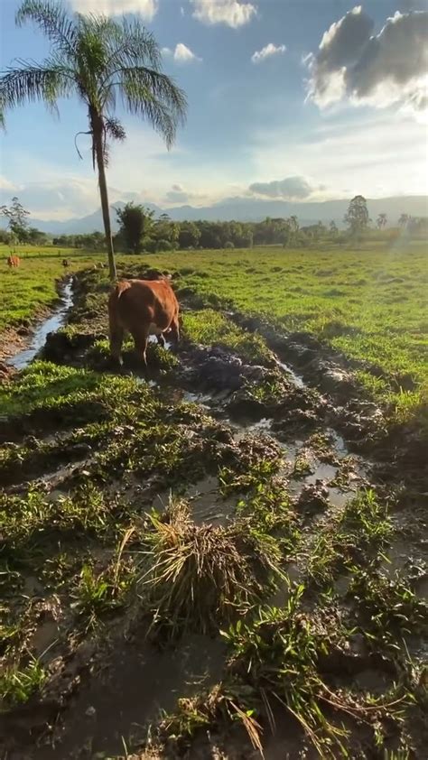 Fazenda Agro Sitio Vidanocampo Viral Vidanaro A Natureza