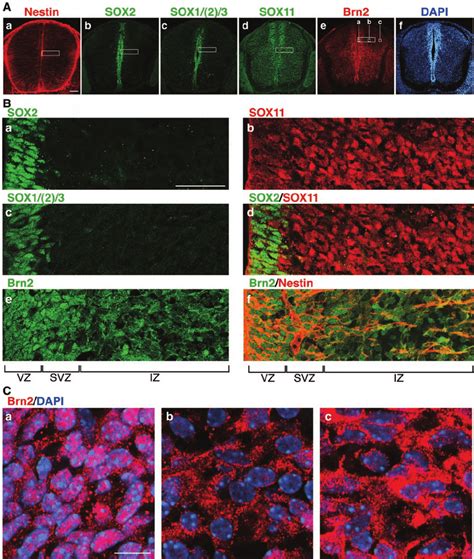 Expression Of Nestin Group B1 Sox Sox11 And Brn2 In E135 Spinal Download Scientific Diagram