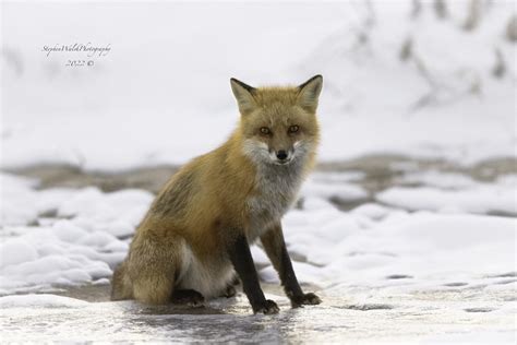 Fox Stephen Walsh Flickr