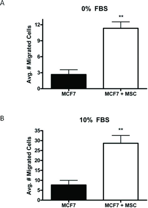 HMSCs Increase Migration Of MCF 7 Cells In Vitro MCF 7 GFP Cells Alone