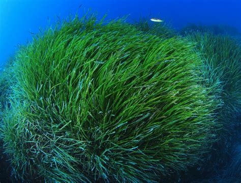 Mallorca Lucha Por Salvar La Posidonia La Hora