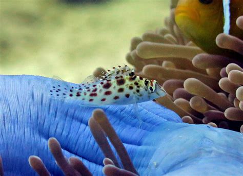 Pixy Hawkfish Databasefish