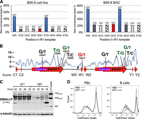 Minor Variants In IR1 Of The Prototype EBV Strain B95 8 A Graphs