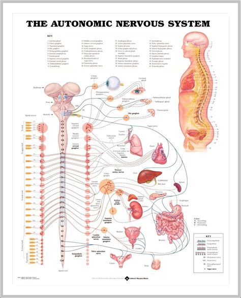 Nervous System Diagram Labeled For Kids