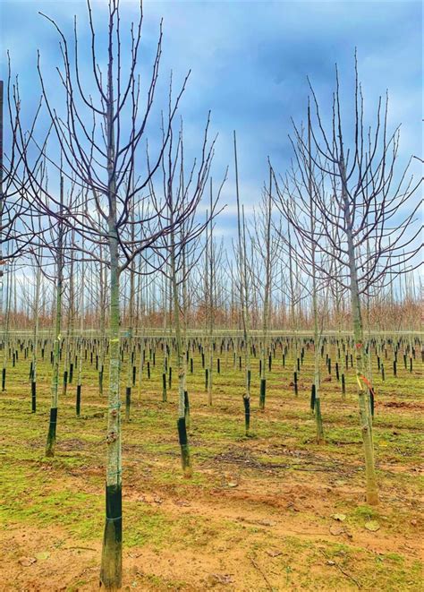 Streetwise Tree Range Development Hillier Trees