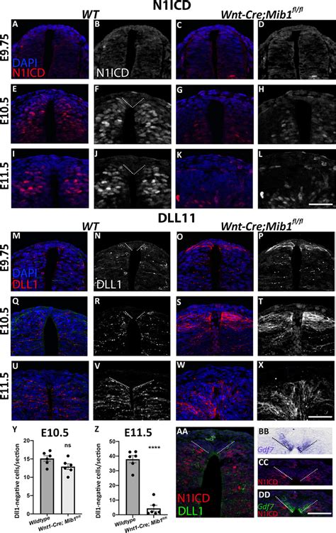 Activation Of Notch Signaling At The Ventral Roof Plate Border Al