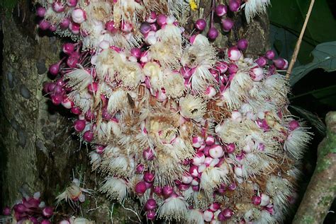 Syzygium Curranii Myrtaceae Image At Phytoimages Siu Edu