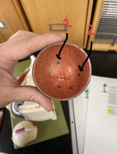 Eyeball With Eyelid Model Flashcards Quizlet