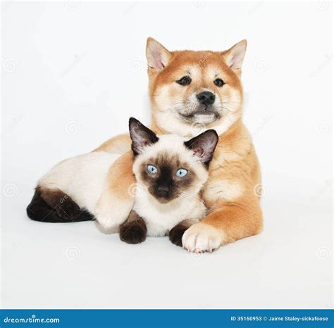 Puppy and Kitten Friends stock image. Image of white - 35160953