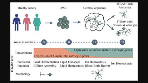 大脑类器官中人星形胶质细胞的转录组学和形态学成熟 Glia X MOL