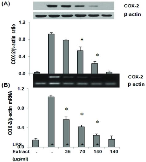 Suppression Of Lps Induced Cox 2 And Cox 2 Mrna Expresion By E