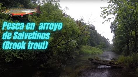 Pesca En Arroyo De Salvelinos Brook Trout YouTube