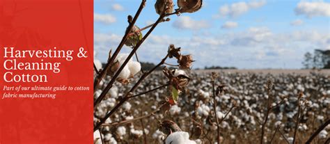 How Cotton Fabric Is Made Harvesting And Cleaning Cotton Vision Linens