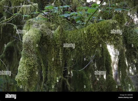 Hoh Rainforest, Hall of Mosses Stock Photo - Alamy