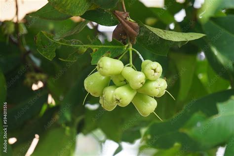 Foto Stock Syzygium Aqueum Watery Rose Apple Water Apple Bell Fruit