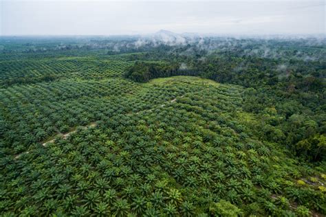 Oil Palm Plantation High Resolution