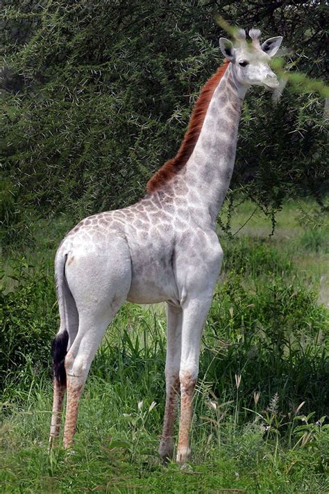 Rare White Giraffe Spotted In Tanzania | Bored Panda