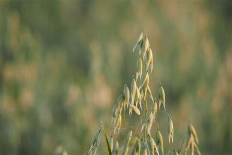 Oat Plant Bilder Stock Fotos And Videos Adobe Stock