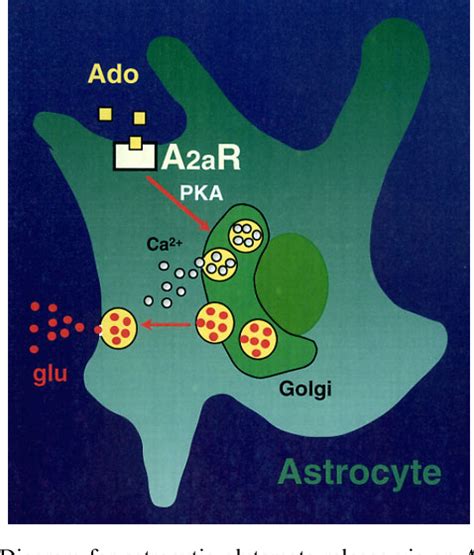 Figure 3 From Atp And Adenosine Mediated Signaling In The Central