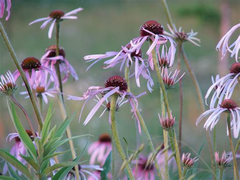 Coneflower, Pale purple | Hamilton Native Outpost