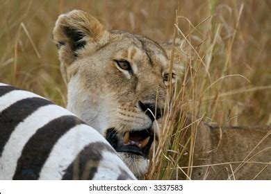 474 Lion Killing Zebra Images, Stock Photos & Vectors | Shutterstock