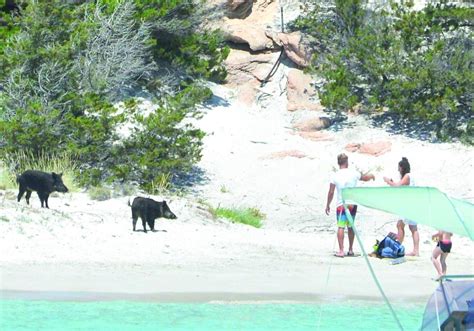 Dal selfie col cinghiale ai falò non autorizzati lisola dei turisti