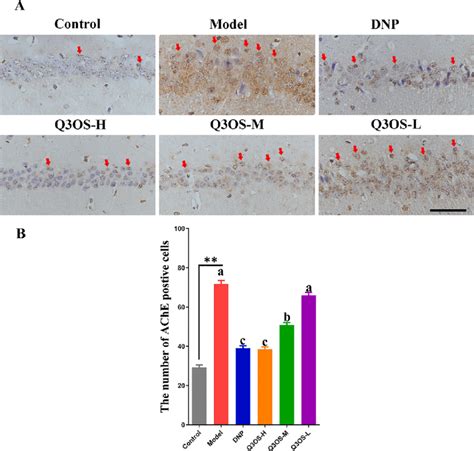 Effects Of Q3OS On The AChE Level In The Hippocampal CA1 Region Of The