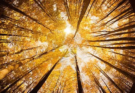 Orange Maple Tree Leaves – Free Nature Stock