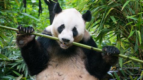 Le Saviez Vous Le Panda Passe Heures Chaque Jour Manger Du Bambou