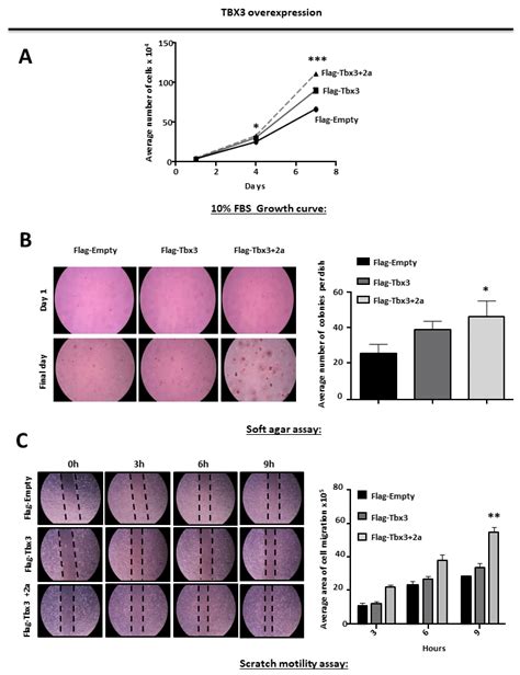 Tbx Overexpression Promotes Proliferation Anchorage Independent