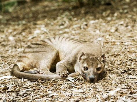 Why Did The Thylacine Go Extinct