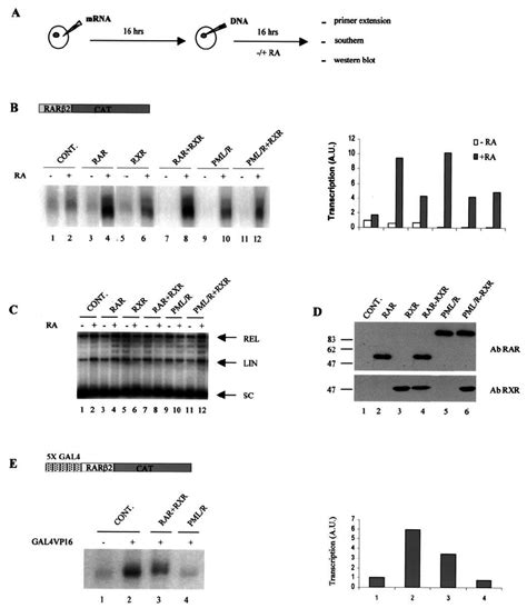 Pml Rar Shows Different Transcriptional Properties A Scheme Of The