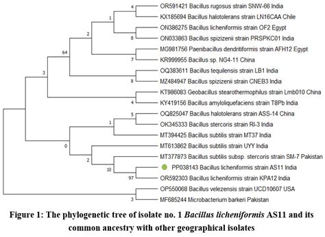 Molecular Characterization Of Plant Growth Promoting Rhizobacteria