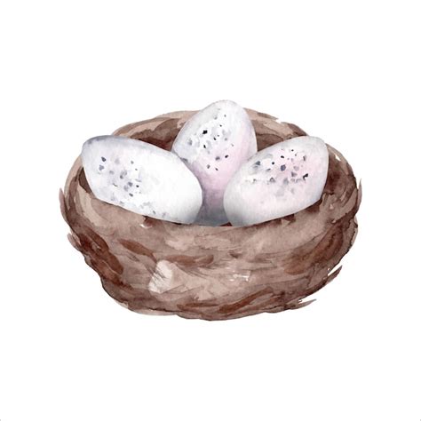 Premium Vector Hand Drawn Watercolor Drawing Of Bird S Nest