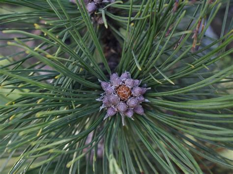 Free Picture Conifer Pine Evergreen Tree Needle Nature Branch Flora